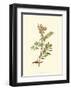 Native Beauty IV-Louis Prang-Framed Art Print