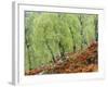 Native Birch Woodland in Autumn, Glenstrathfarrar Nnr, Scotland, UK-Pete Cairns-Framed Photographic Print