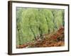 Native Birch Woodland in Autumn, Glenstrathfarrar Nnr, Scotland, UK-Pete Cairns-Framed Photographic Print