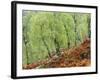 Native Birch Woodland in Autumn, Glenstrathfarrar Nnr, Scotland, UK-Pete Cairns-Framed Photographic Print