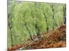 Native Birch Woodland in Autumn, Glenstrathfarrar Nnr, Scotland, UK-Pete Cairns-Mounted Photographic Print