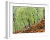 Native Birch Woodland in Autumn, Glenstrathfarrar Nnr, Scotland, UK-Pete Cairns-Framed Photographic Print