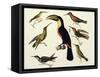 Native Birds, Including the Toucan (Centre), Amazon, Brazil, from "Le Costume Ancien Et Moderne"-Friedrich Alexander Humboldt-Framed Stretched Canvas