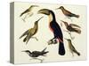 Native Birds, Including the Toucan (Centre), Amazon, Brazil, from "Le Costume Ancien Et Moderne"-Friedrich Alexander Humboldt-Stretched Canvas