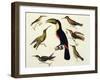 Native Birds, Including the Toucan (Centre), Amazon, Brazil, from "Le Costume Ancien Et Moderne"-Friedrich Alexander Humboldt-Framed Giclee Print