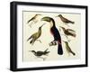 Native Birds, Including the Toucan (Centre), Amazon, Brazil, from "Le Costume Ancien Et Moderne"-Friedrich Alexander Humboldt-Framed Giclee Print