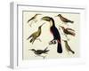 Native Birds, Including the Toucan (Centre), Amazon, Brazil, from "Le Costume Ancien Et Moderne"-Friedrich Alexander Humboldt-Framed Giclee Print