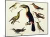 Native Birds, Including the Toucan (Centre), Amazon, Brazil, from "Le Costume Ancien Et Moderne"-Friedrich Alexander Humboldt-Mounted Giclee Print