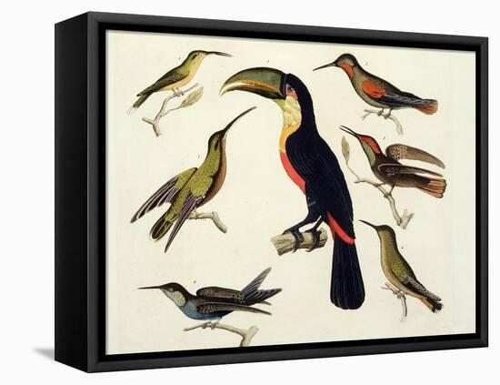 Native Birds, Including the Toucan (Centre), Amazon, Brazil, from "Le Costume Ancien Et Moderne"-Friedrich Alexander Humboldt-Framed Stretched Canvas