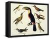 Native Birds, Including the Toucan (Centre), Amazon, Brazil, from "Le Costume Ancien Et Moderne"-Friedrich Alexander Humboldt-Framed Stretched Canvas