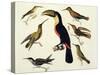 Native Birds, Including the Toucan (Centre), Amazon, Brazil, from "Le Costume Ancien Et Moderne"-Friedrich Alexander Humboldt-Stretched Canvas
