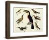 Native Birds, Including the Toucan (Centre), Amazon, Brazil, from "Le Costume Ancien Et Moderne"-Friedrich Alexander Humboldt-Framed Giclee Print