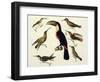 Native Birds, Including the Toucan (Centre), Amazon, Brazil, from "Le Costume Ancien Et Moderne"-Friedrich Alexander Humboldt-Framed Giclee Print