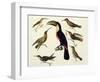Native Birds, Including the Toucan (Centre), Amazon, Brazil, from "Le Costume Ancien Et Moderne"-Friedrich Alexander Humboldt-Framed Giclee Print