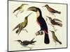 Native Birds, Including the Toucan (Centre), Amazon, Brazil, from "Le Costume Ancien Et Moderne"-Friedrich Alexander Humboldt-Mounted Giclee Print