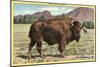 Native Buffalo-null-Mounted Premium Giclee Print