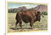 Native Buffalo-null-Framed Art Print