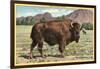 Native Buffalo-null-Framed Art Print