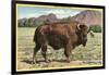 Native Buffalo-null-Framed Art Print