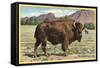 Native Buffalo-null-Framed Stretched Canvas