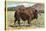 Native Buffalo-null-Stretched Canvas