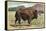 Native Buffalo-null-Framed Stretched Canvas