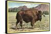 Native Buffalo-null-Framed Stretched Canvas