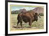 Native Buffalo-null-Framed Art Print