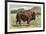 Native Buffalo-null-Framed Art Print