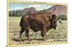 Native Buffalo-null-Mounted Art Print
