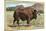 Native Buffalo-null-Mounted Art Print