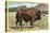 Native Buffalo-null-Stretched Canvas