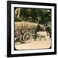 Native Bullock Cart, Ceylon, Late 19th or Early 20th Century-null-Framed Giclee Print