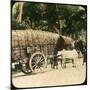 Native Bullock Cart, Ceylon, Late 19th or Early 20th Century-null-Mounted Giclee Print