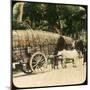 Native Bullock Cart, Ceylon, Late 19th or Early 20th Century-null-Mounted Premium Giclee Print