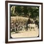 Native Bullock Cart, Ceylon, Late 19th or Early 20th Century-null-Framed Giclee Print