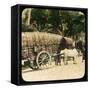 Native Bullock Cart, Ceylon, Late 19th or Early 20th Century-null-Framed Stretched Canvas