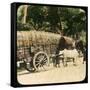 Native Bullock Cart, Ceylon, Late 19th or Early 20th Century-null-Framed Stretched Canvas