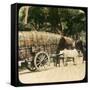 Native Bullock Cart, Ceylon, Late 19th or Early 20th Century-null-Framed Stretched Canvas