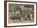 Brown Frame