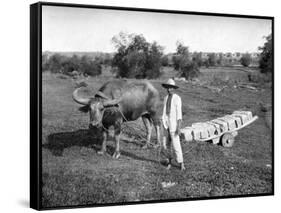 Native Cart in Manila, Philippines, 1908-1909-Homer L Knight-Framed Stretched Canvas