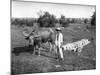 Native Cart in Manila, Philippines, 1908-1909-Homer L Knight-Mounted Giclee Print