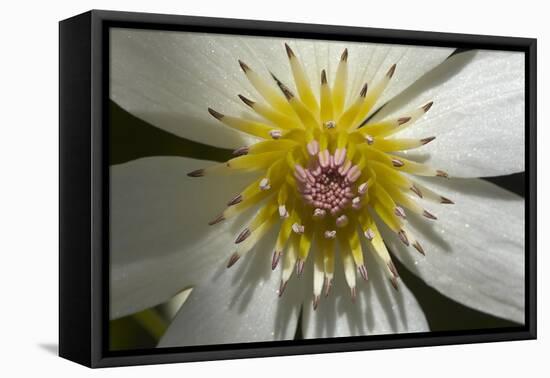 Native Clematis Flower, Dunedin, Otago, South Island, New Zealand-David Wall-Framed Stretched Canvas