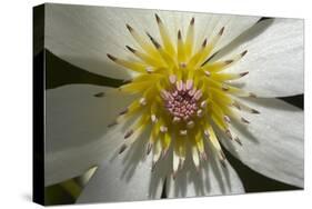 Native Clematis Flower, Dunedin, Otago, South Island, New Zealand-David Wall-Stretched Canvas