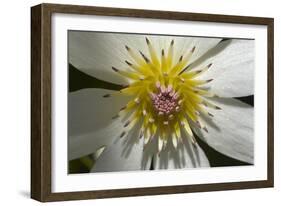 Native Clematis Flower, Dunedin, Otago, South Island, New Zealand-David Wall-Framed Photographic Print