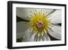 Native Clematis Flower, Dunedin, Otago, South Island, New Zealand-David Wall-Framed Photographic Print