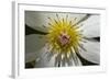 Native Clematis Flower, Dunedin, Otago, South Island, New Zealand-David Wall-Framed Photographic Print