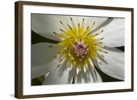 Native Clematis Flower, Dunedin, Otago, South Island, New Zealand-David Wall-Framed Photographic Print