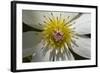 Native Clematis Flower, Dunedin, Otago, South Island, New Zealand-David Wall-Framed Photographic Print