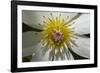 Native Clematis Flower, Dunedin, Otago, South Island, New Zealand-David Wall-Framed Photographic Print